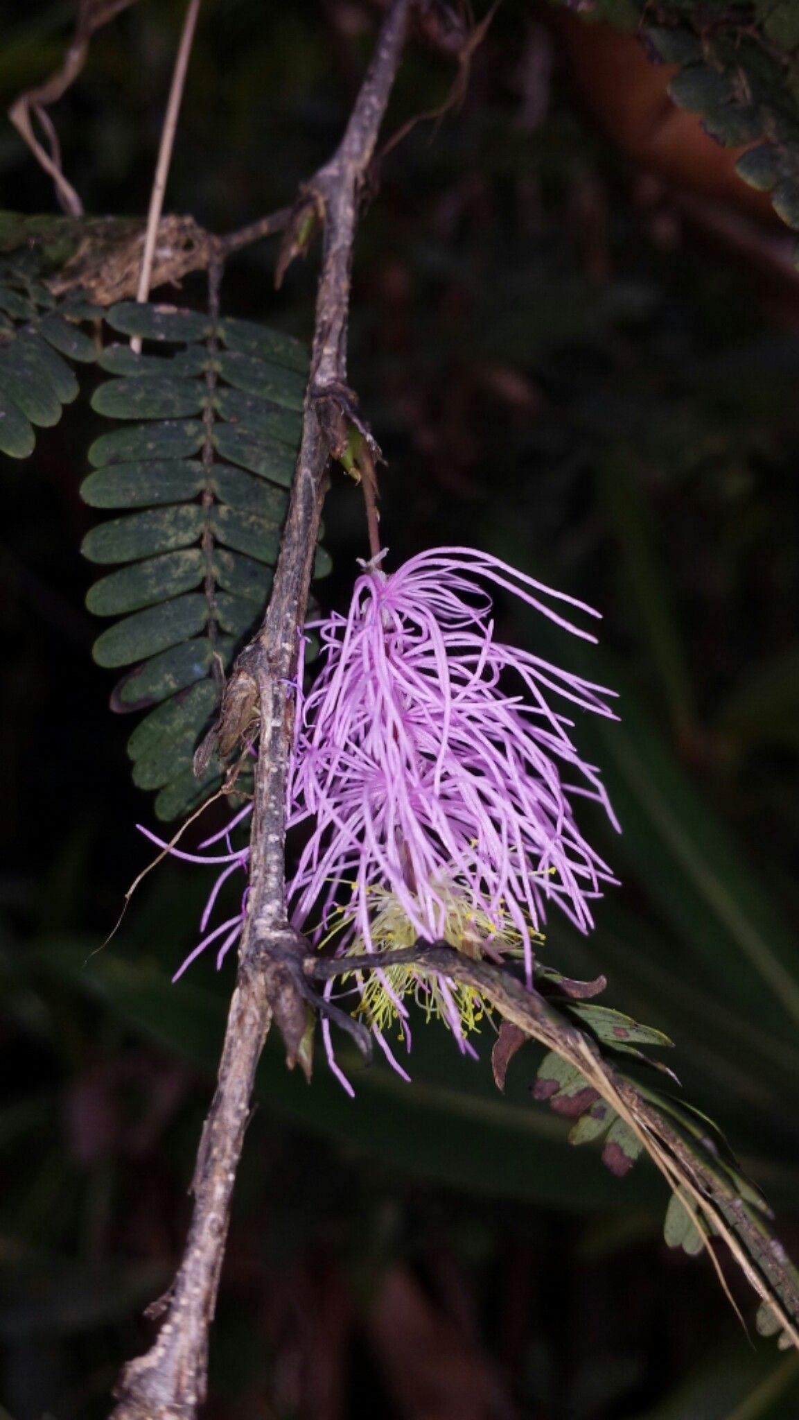 Dichrostachys arborescens flower