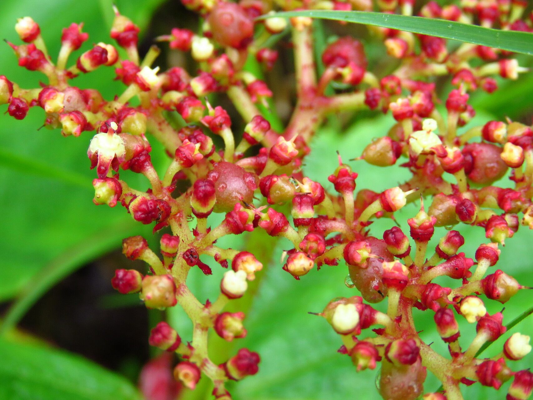 Cyphostemma wittei fruit
