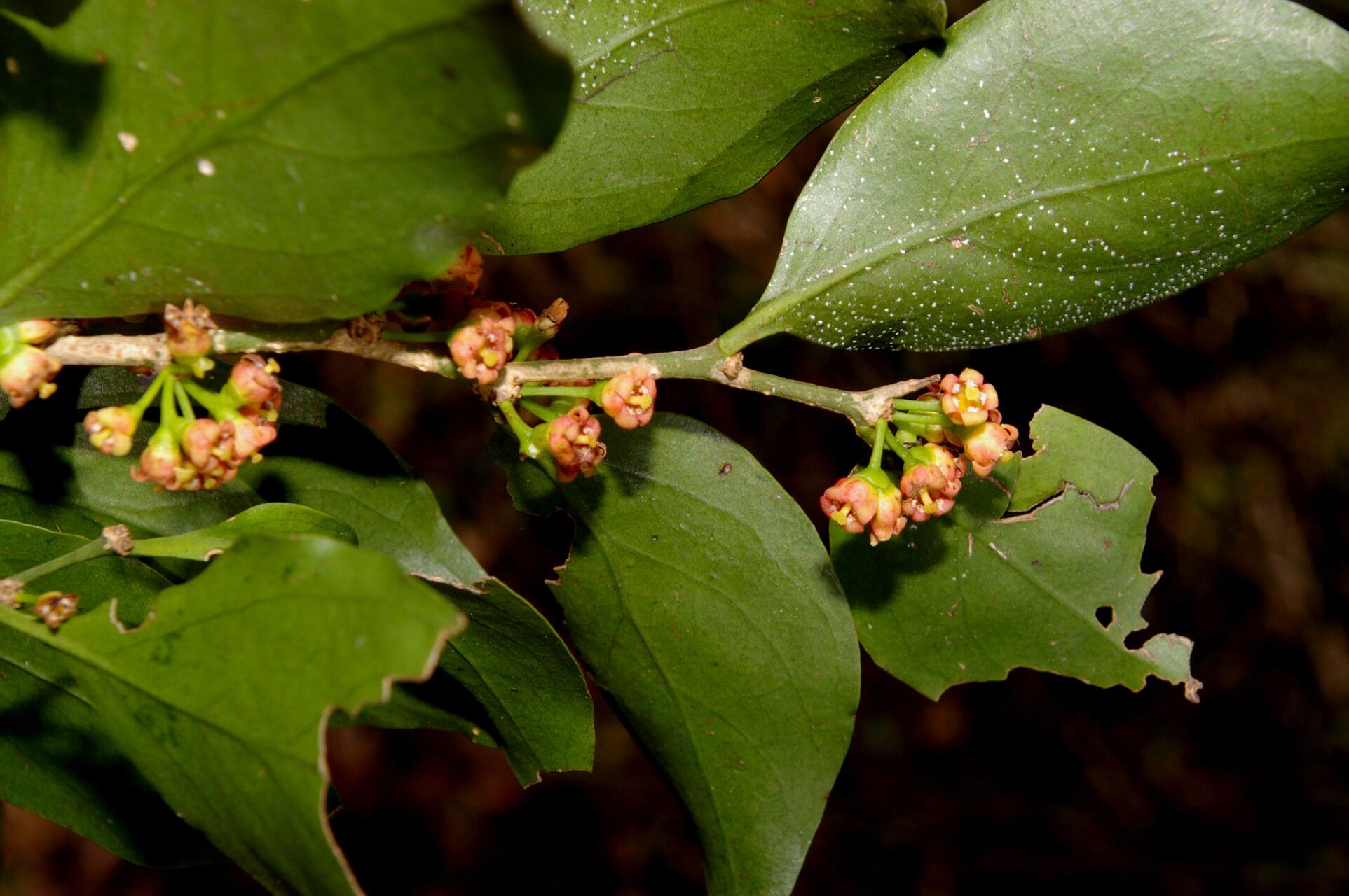 Agonandra macrocarpa fruit