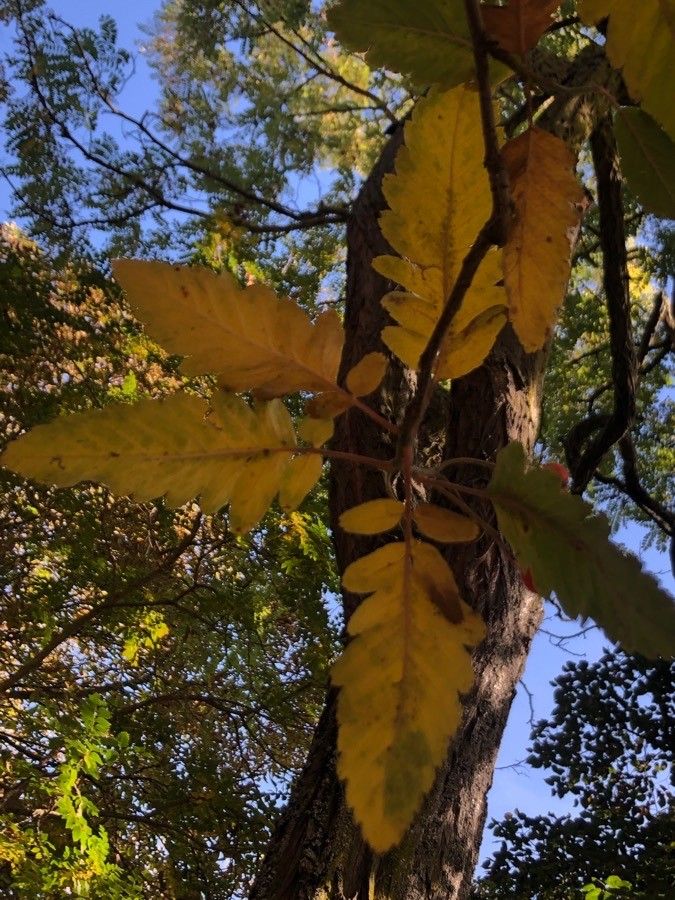 Sorbus hybrida — search result for 'Sweden'