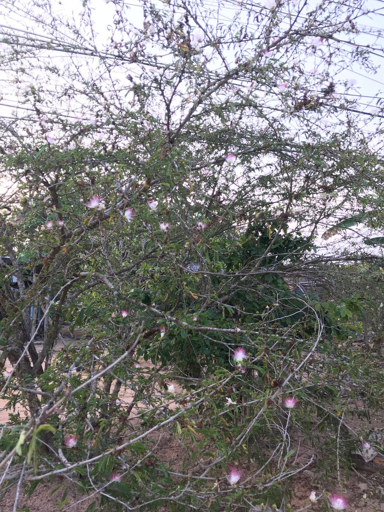 Calliandra riparia habit