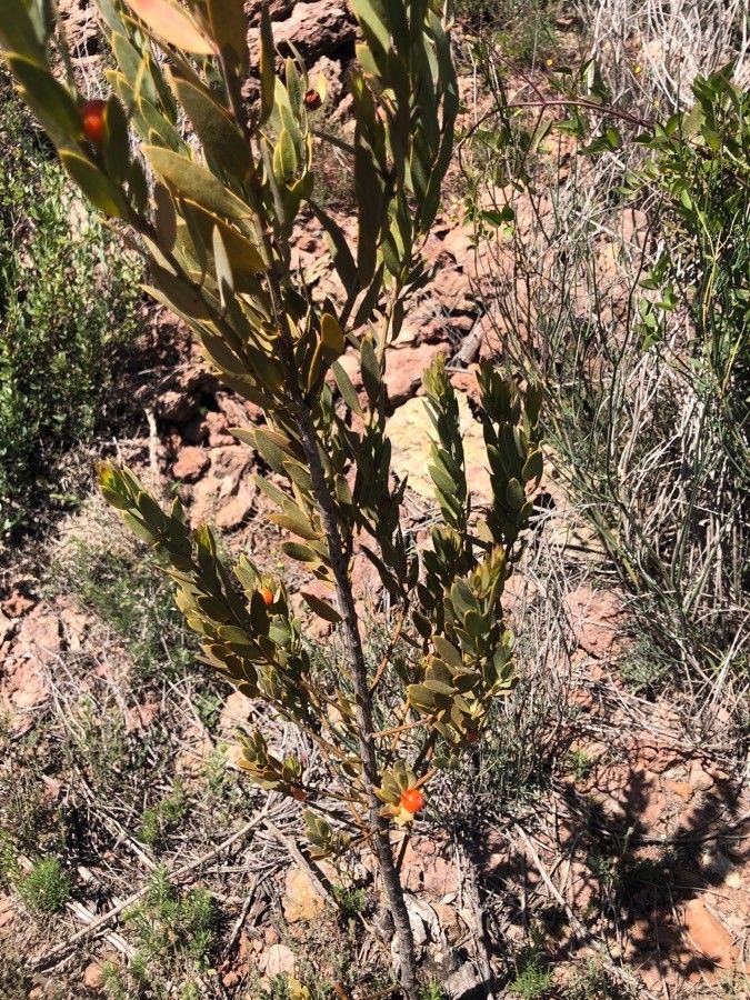 Osyris lanceolata flower