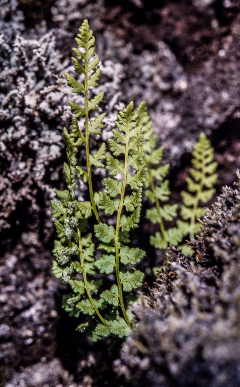 Woodsia ilvensis habit