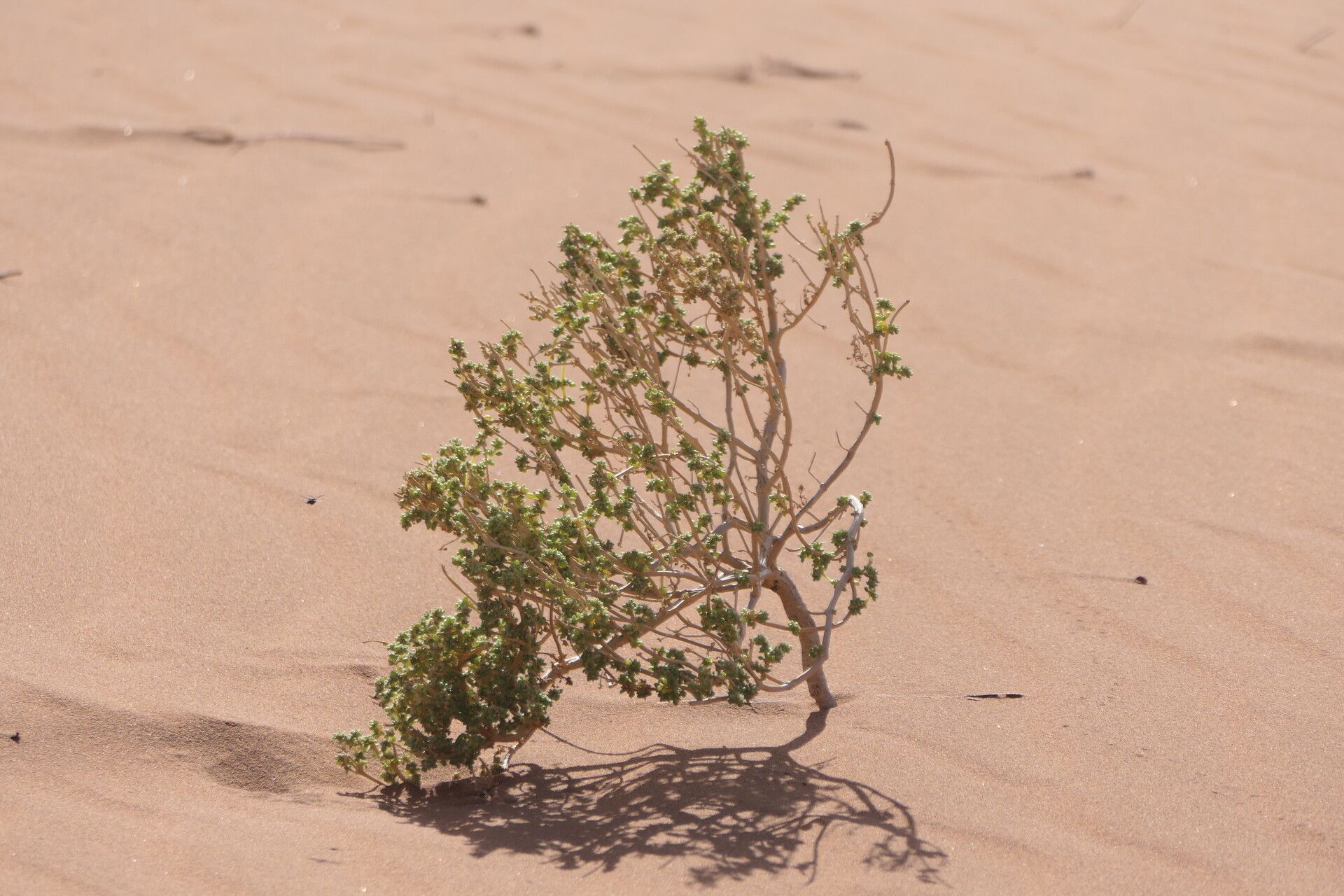 Trianthema hereroense habit