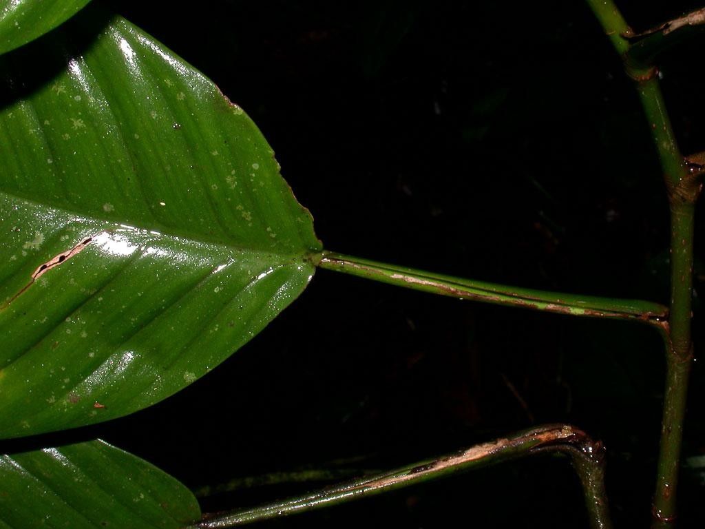 Philodendron alliodorum