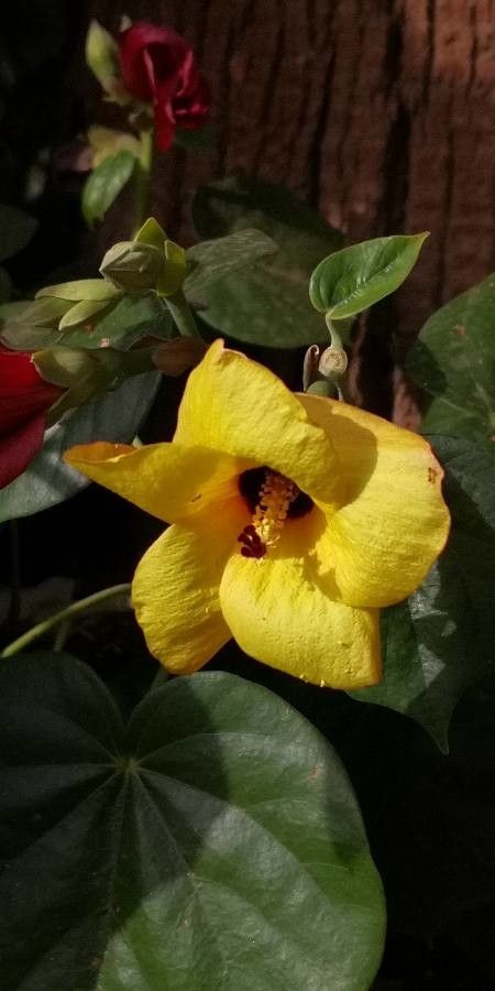 Hibiscus elatus flower