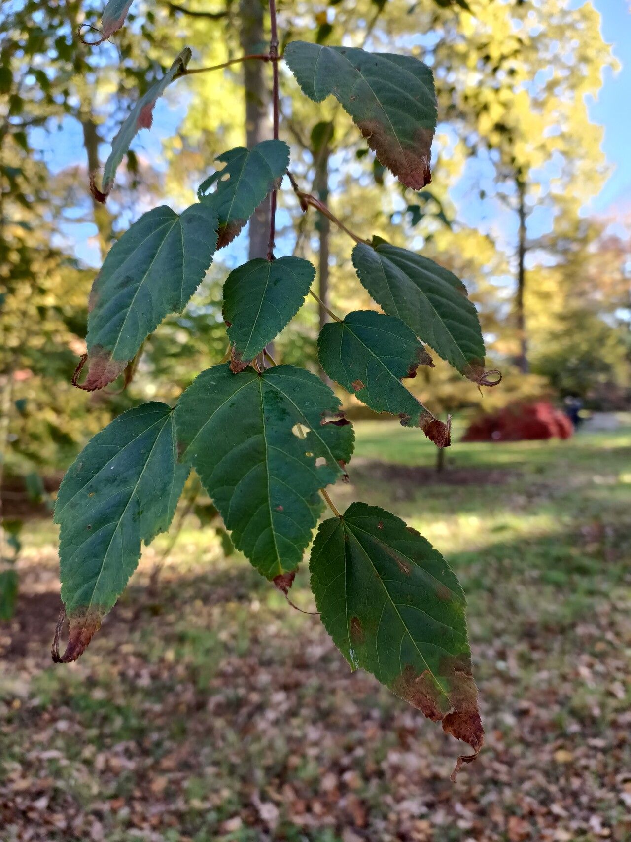 Acer laxiflorum — houseplant care guide