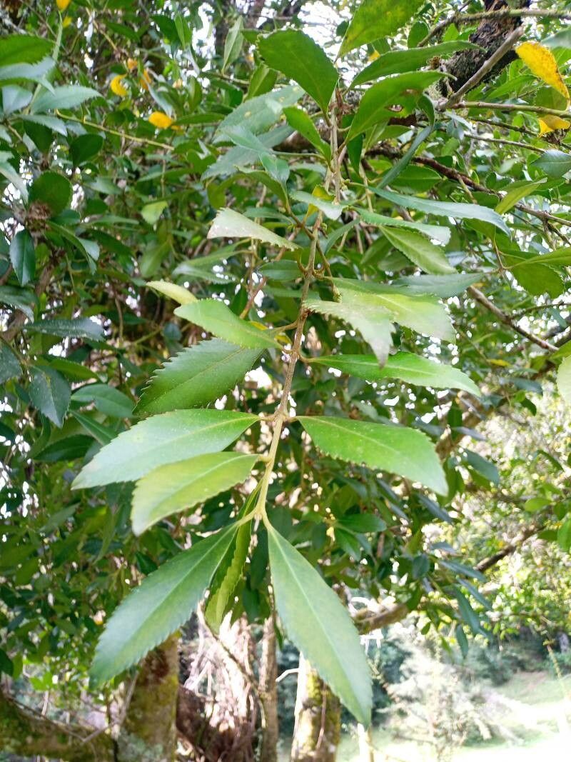 Laureliopsis philippiana