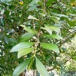 Laureliopsis philippiana