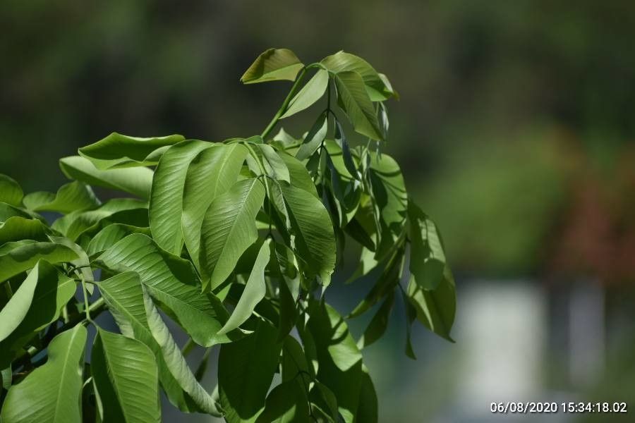 Wrightia arborea — related species from the same genus