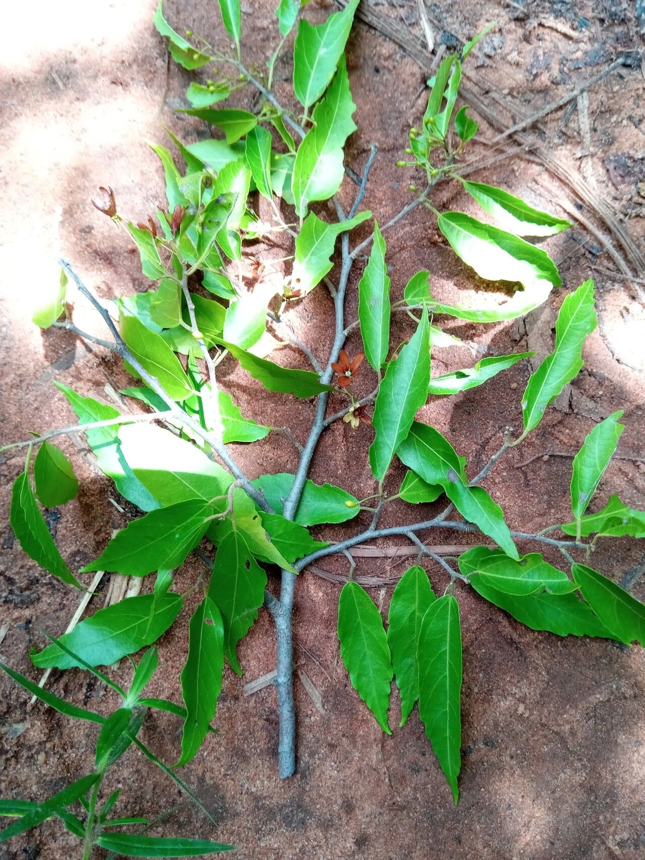 Dombeya subviscosa leaf