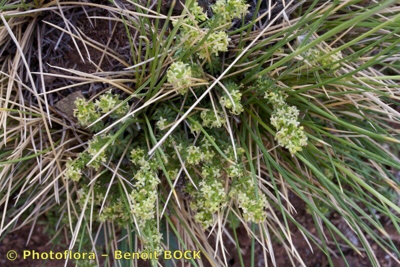 Galium noli-tangere habit