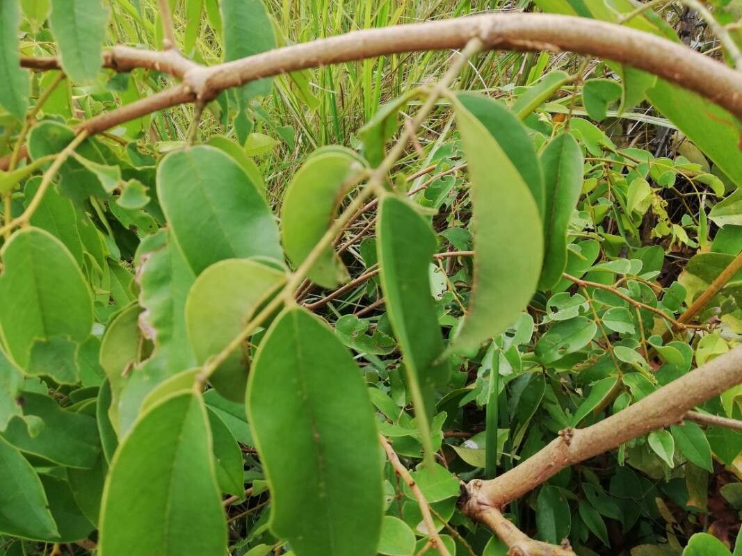 Dialium englerianum — related species from the same genus