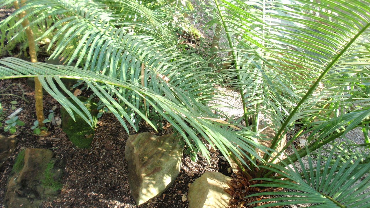 Cycas silvestris — search result for 'Cycas'