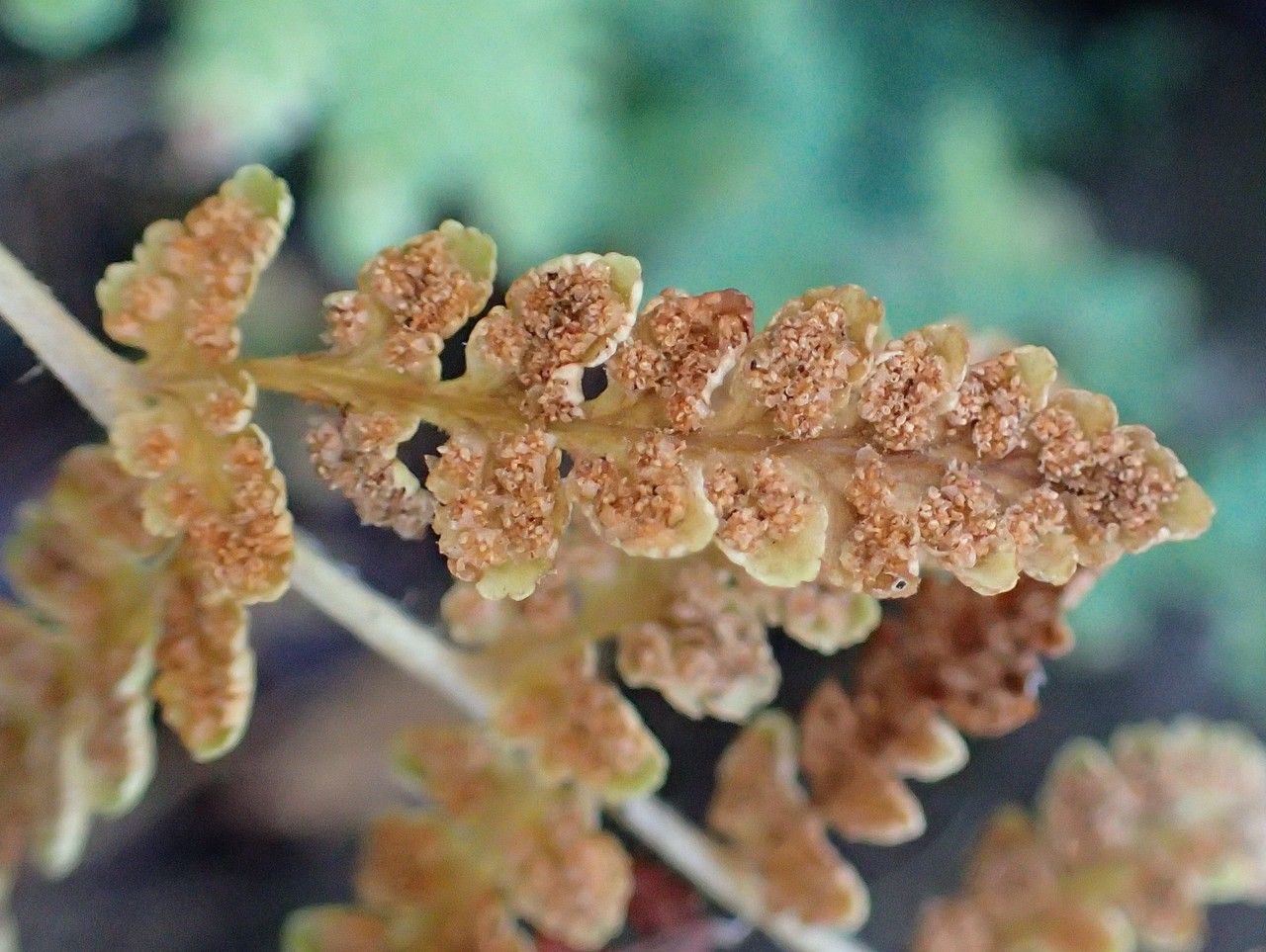 Woodsia obtusa fruit
