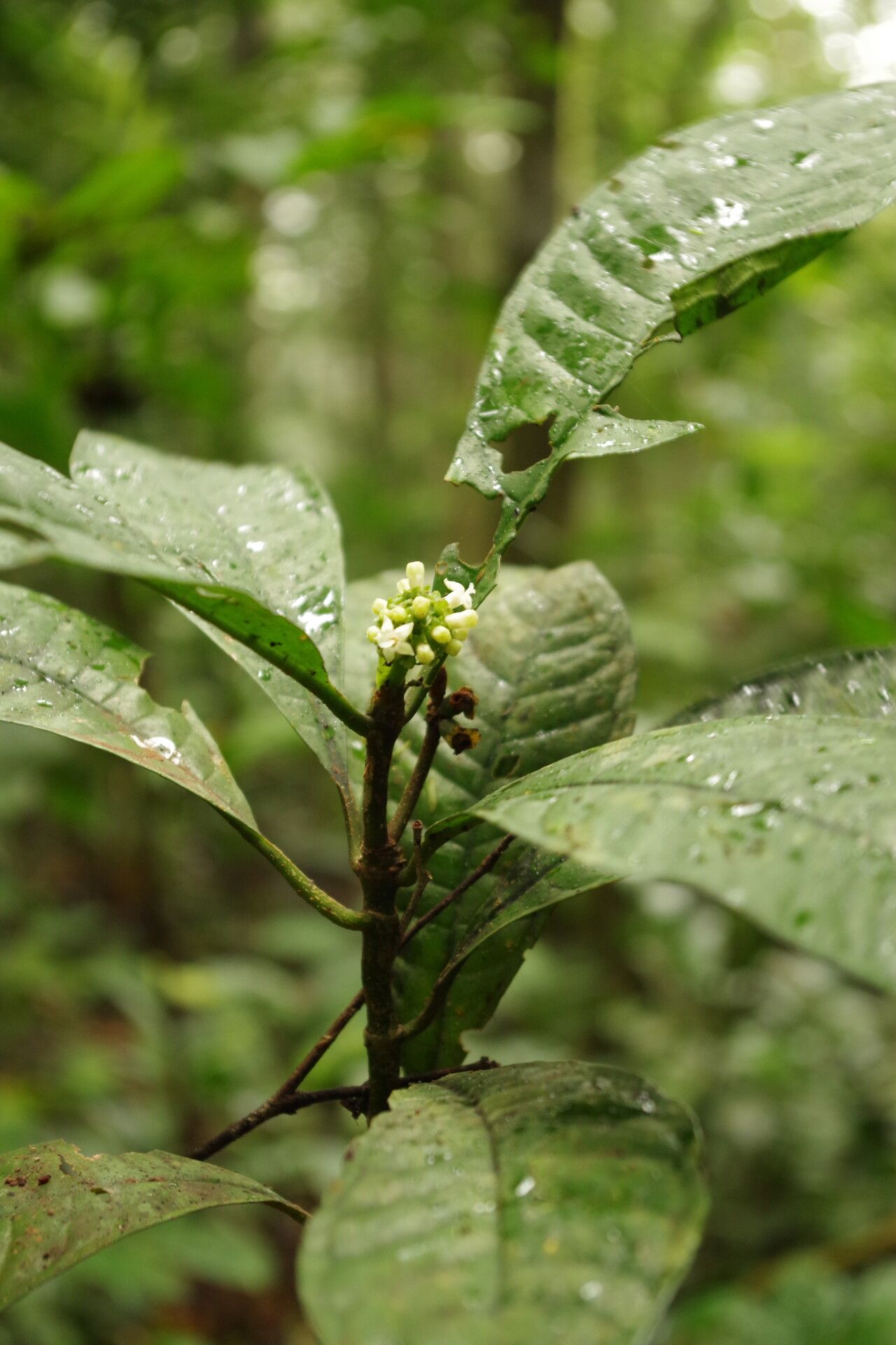 Psychotria issembei — houseplant care guide