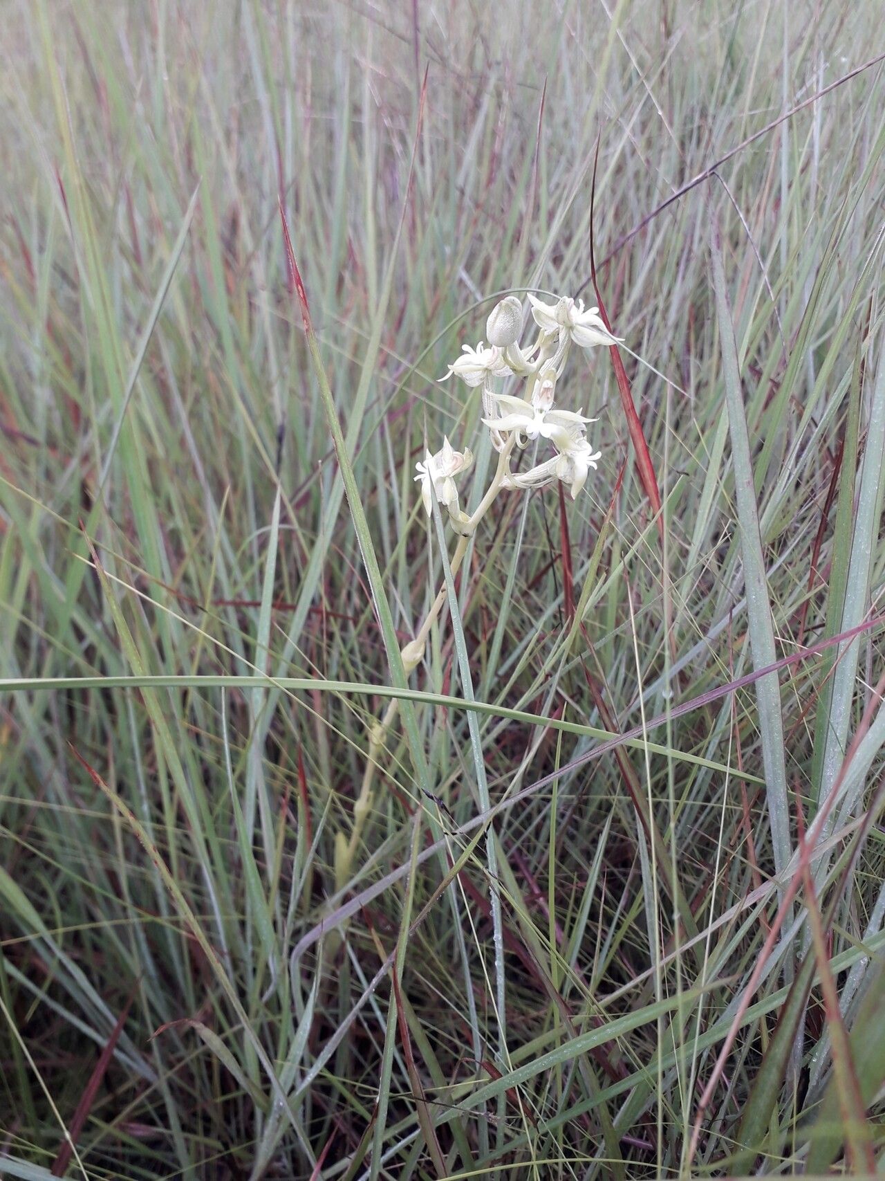 Habenaria calvilabris habit
