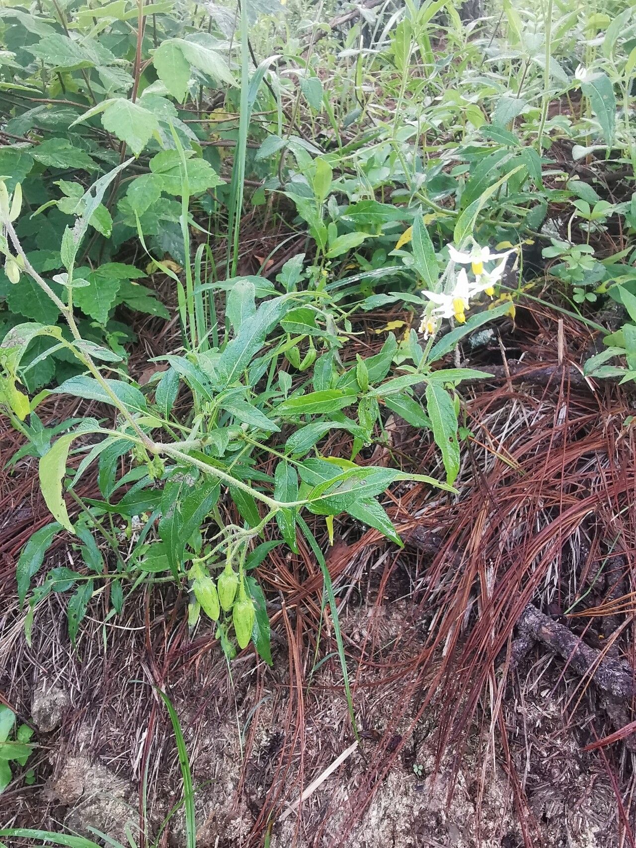 Solanum trifidum habit