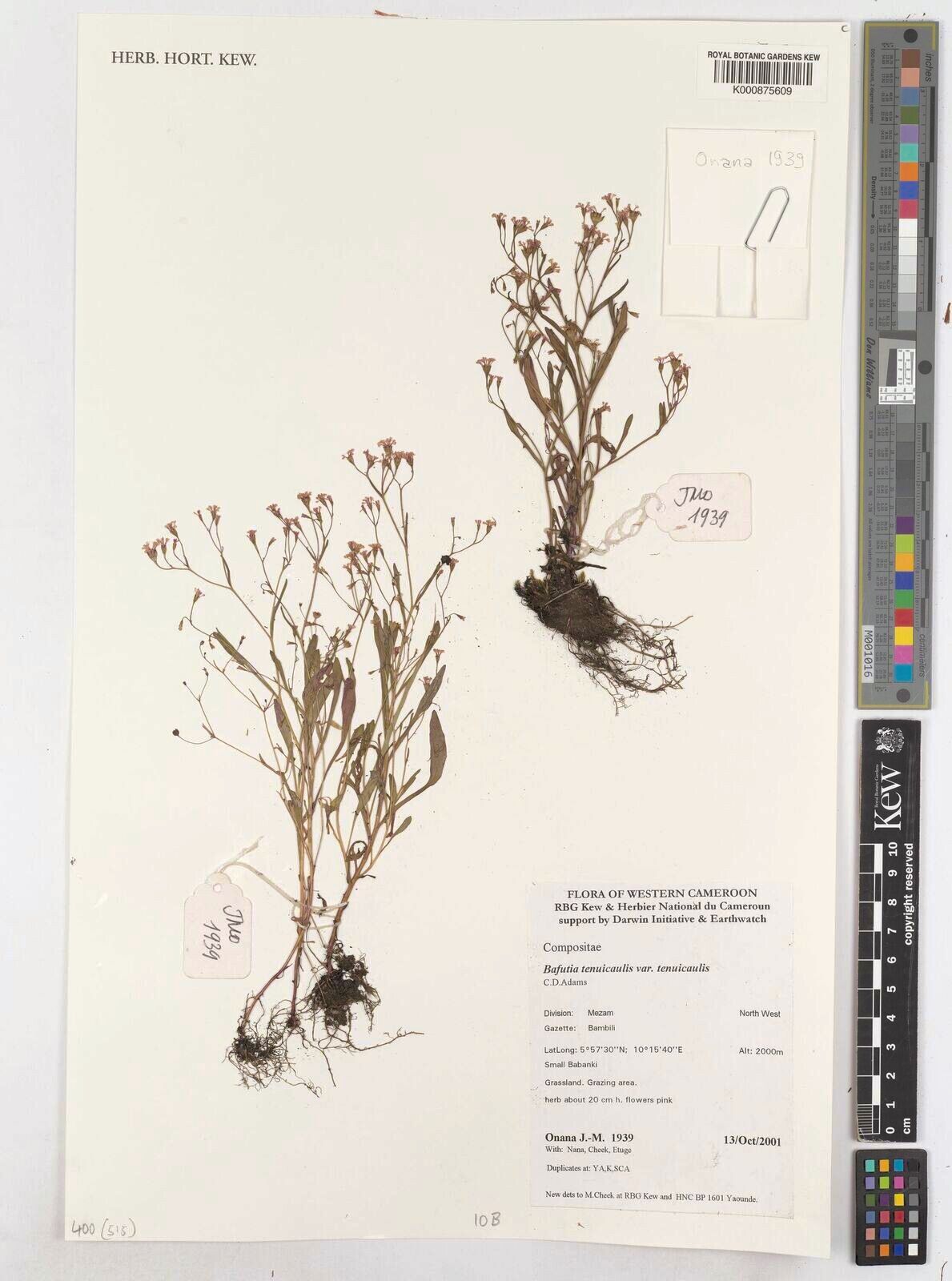 Emilia tenuicaulis — houseplant care guide