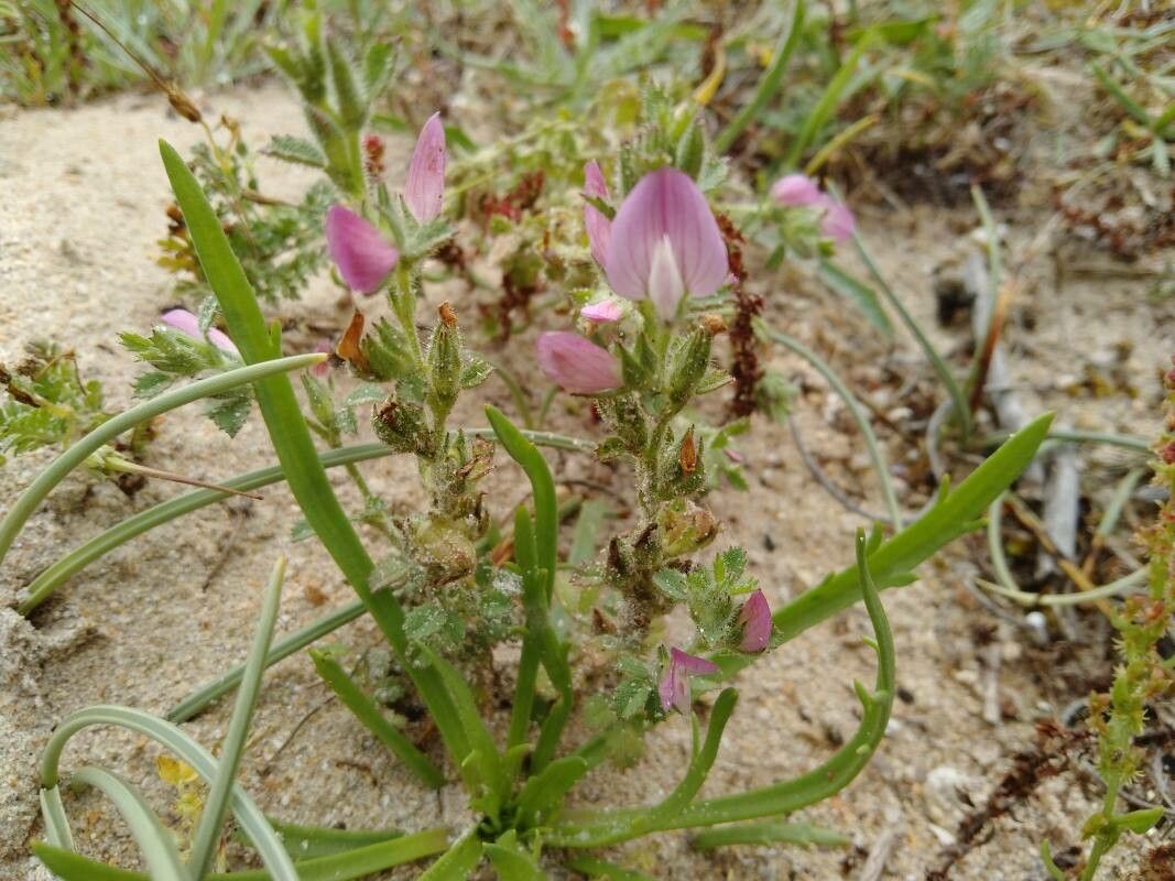 Ononis diffusa flower