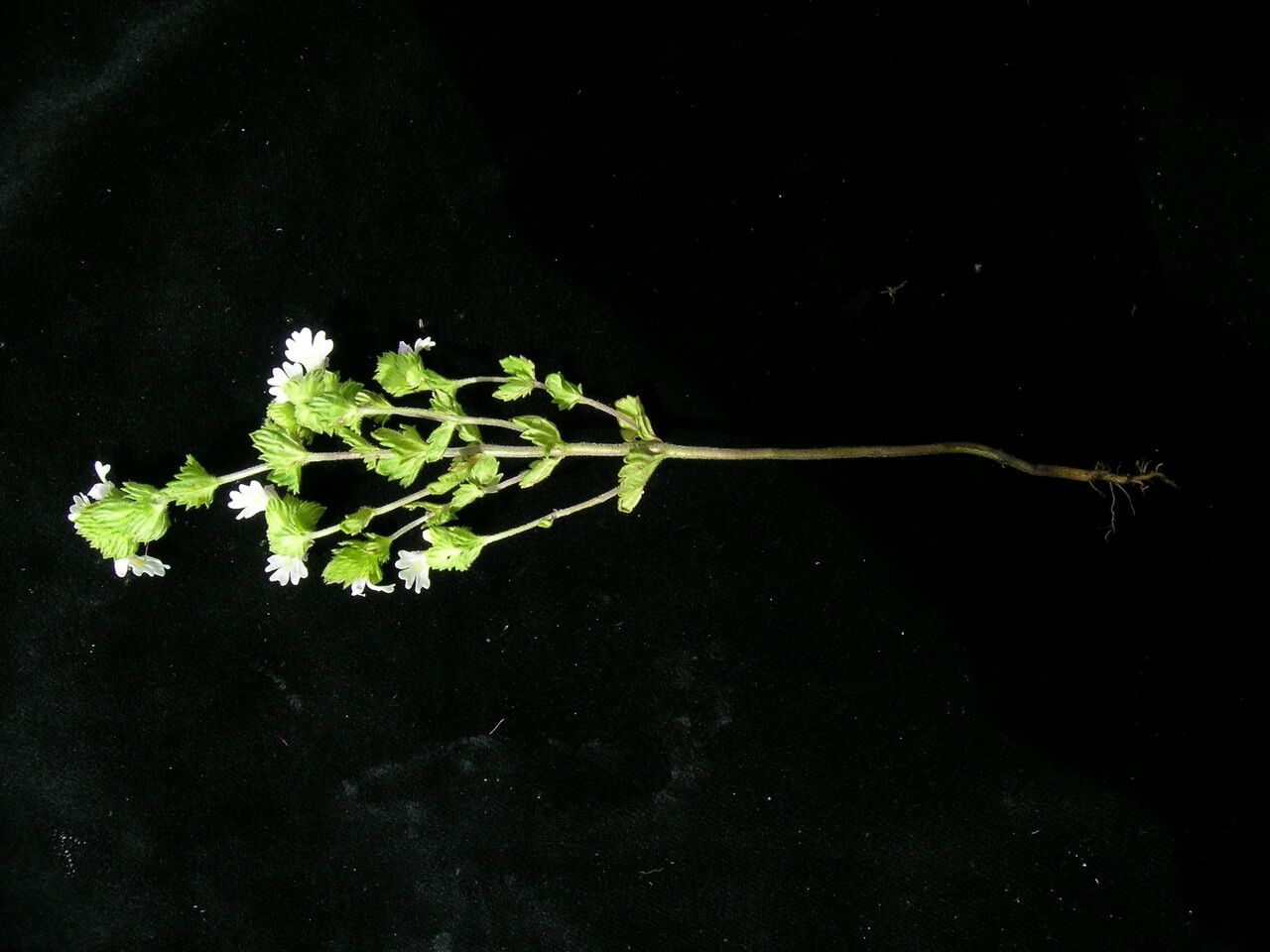 Euphrasia schlagintweitii — search result for 'Euphrasia'