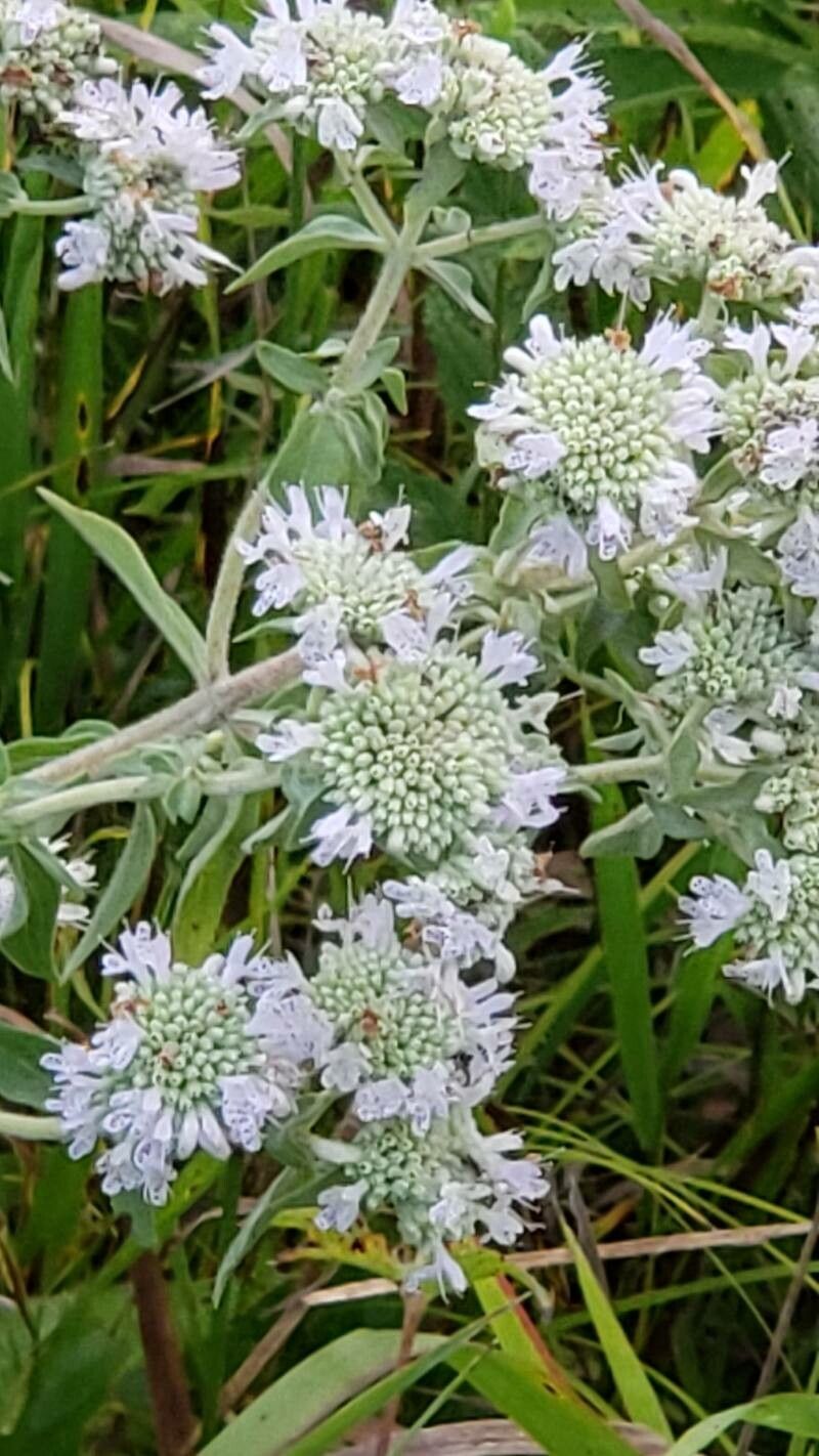 Pycnanthemum verticillatum flower