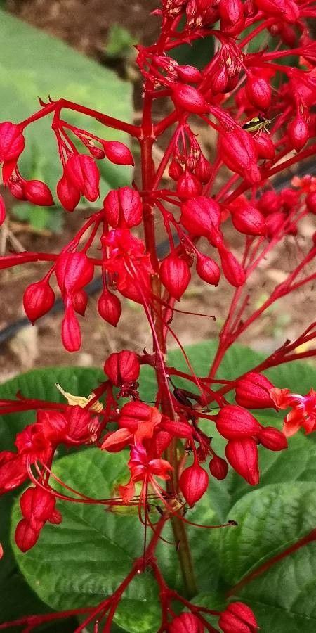 Clerodendrum japonicum flower