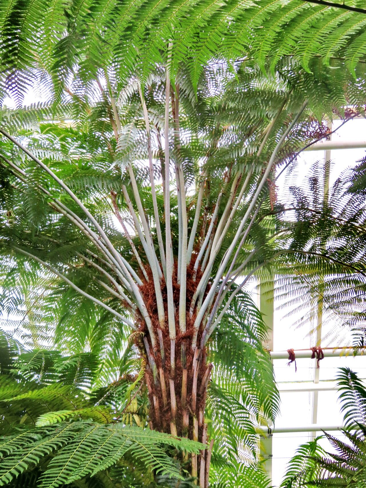 Alsophila tricolor habit