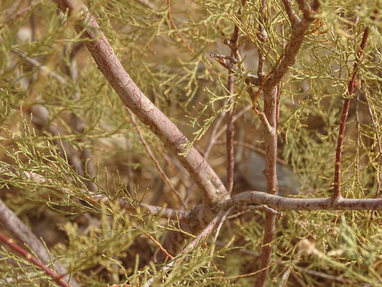 Tamarix amplexicaulis bark