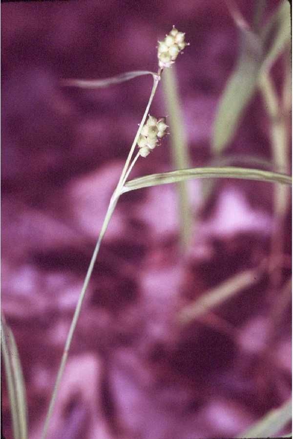 Carex flaccosperma flower