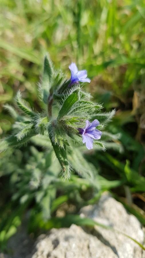 Alkanna strigosa flower