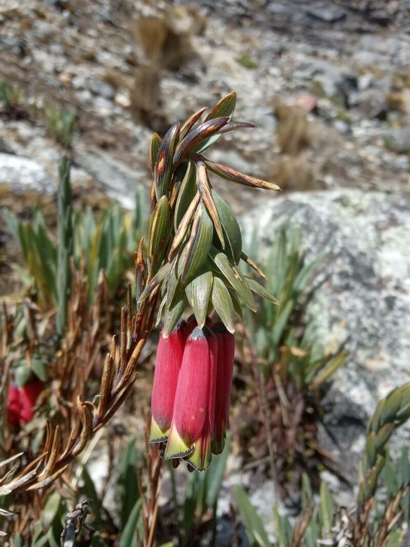 Bomarea dulcis flower