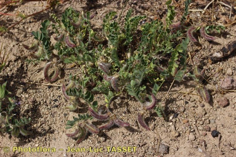 Astragalus longidentatus habit