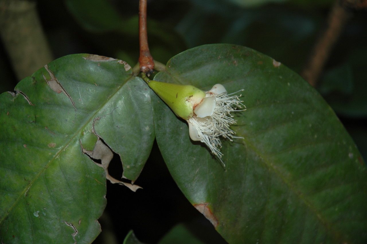 Syzygium coarctatum — houseplant care guide