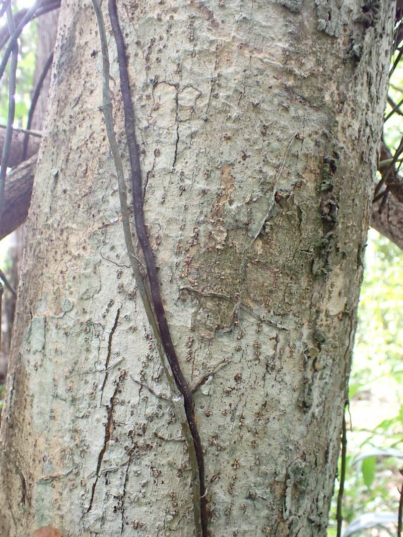 Casearia stipitata bark