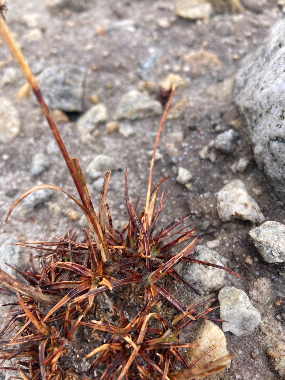 Luzula racemosa leaf