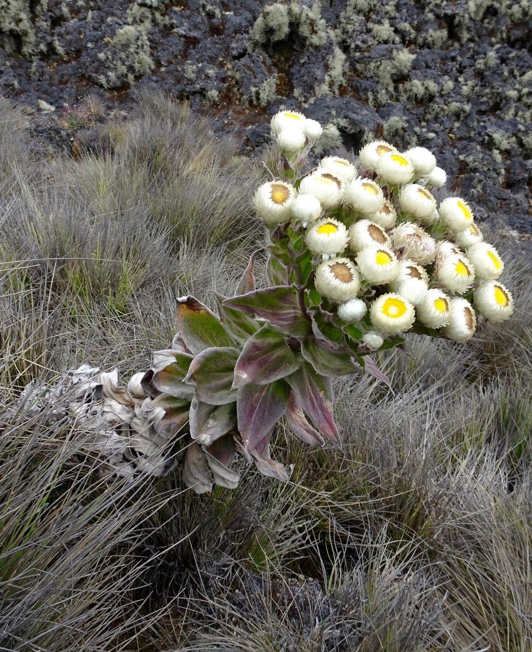 Helichrysum mannii habit