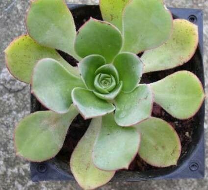 Aeonium × mixtum — search result for 'Aeonium'