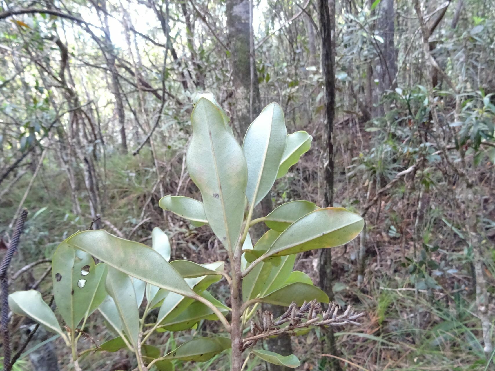 Quintinia minor habit