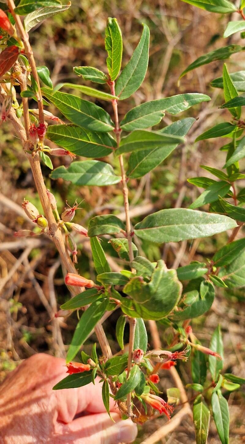 Woodfordia uniflora — related species from the same genus