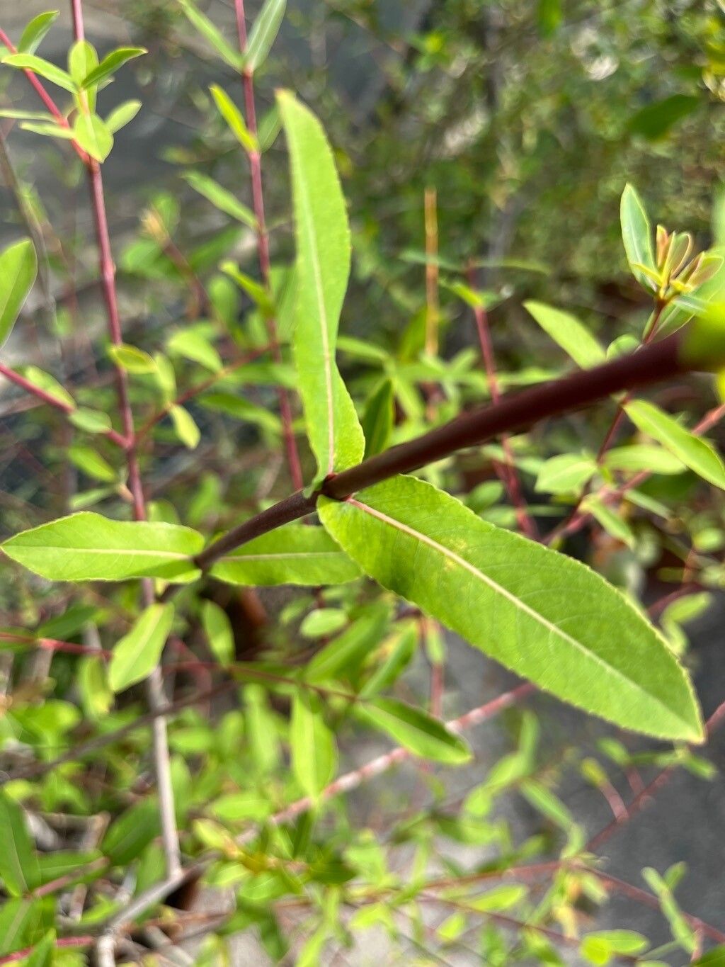 Salix amplexicaulis — houseplant care guide