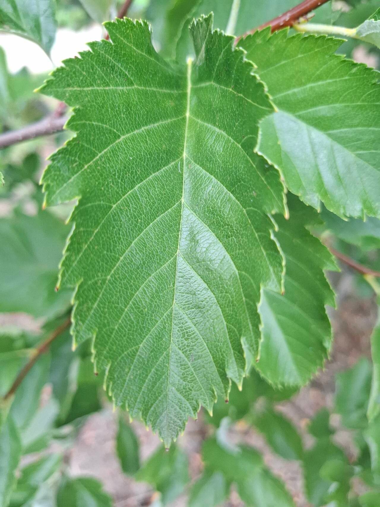 Karpatiosorbus pseudosemi-incisa — houseplant care guide