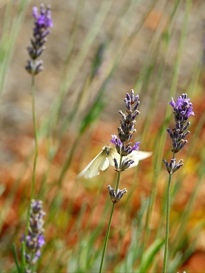 Lavandula latifolia flower