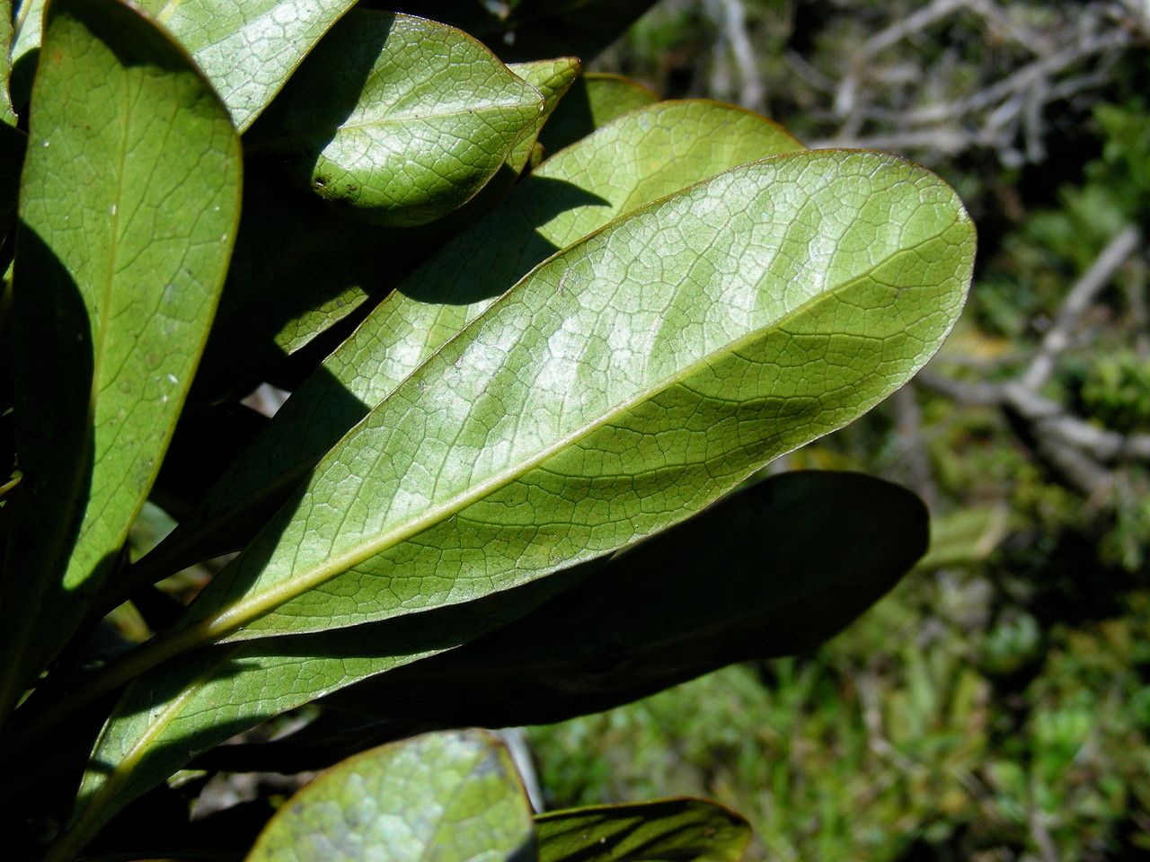 Pittosporum paniense leaf
