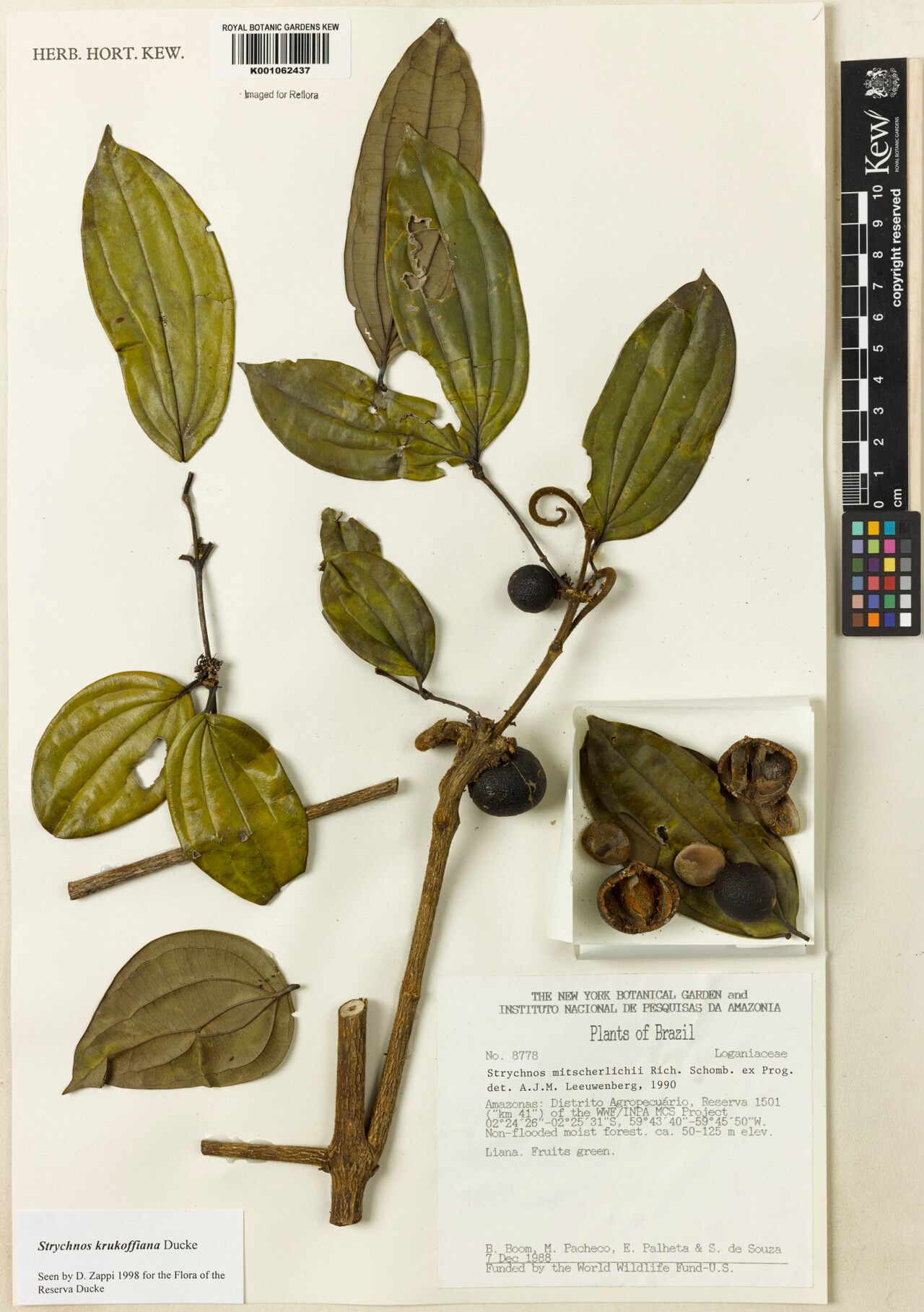 Strychnos krukoffiana — houseplant care guide