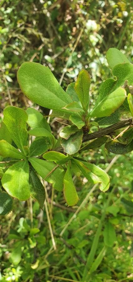 Berberis holstii leaf