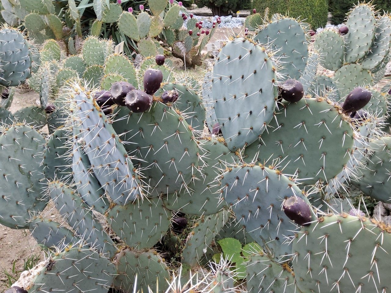 Opuntia erinacea habit