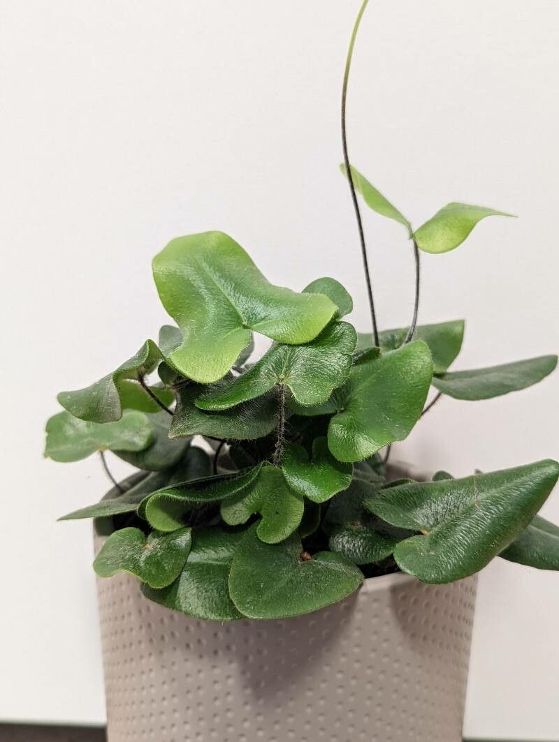 Hemionitis arifolia habit