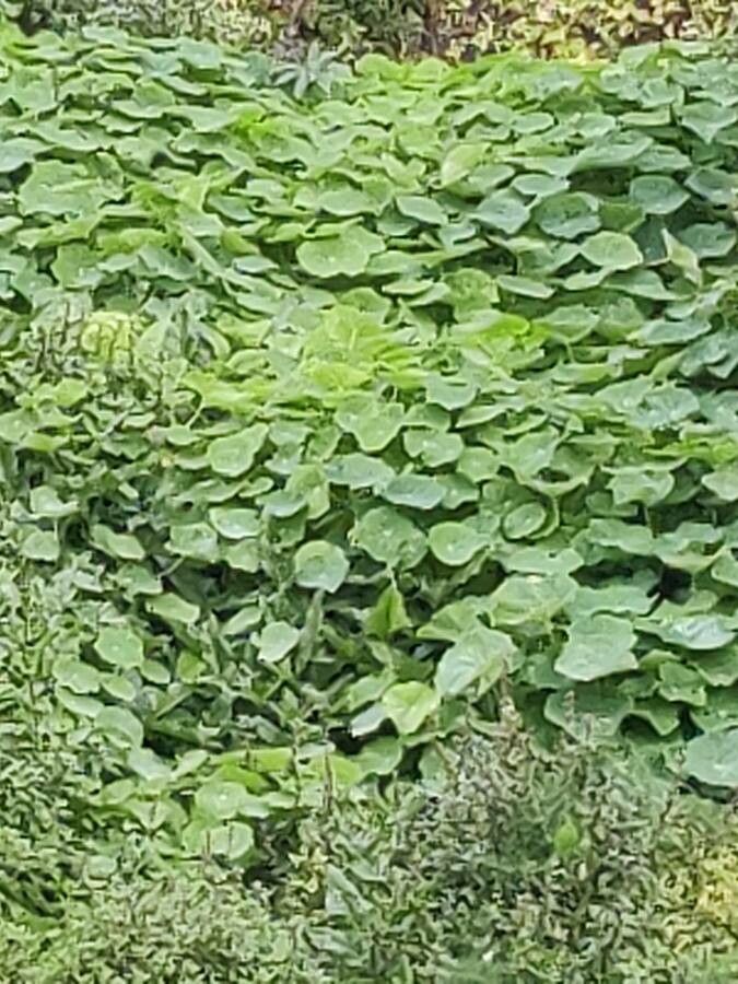Claytonia perfoliata fruit
