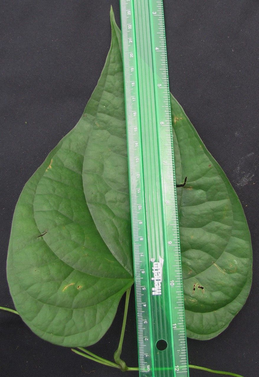 Dioscorea lepida leaf
